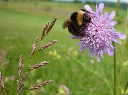 Beim heutigen Vortrag in Rankweil erfahren Gartenbesitzer, wie sie zum Überleben von Bienen und Insekten beitragen können. foto: netzwerk blühendes vorarlberg
