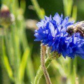 Wer Blumen sät, hilft den Bienen