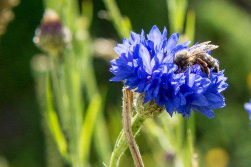 Das Land will helfen, damit es den Bienen besser geht. VN/Lerch