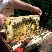 Wichtigkeit von Bienen