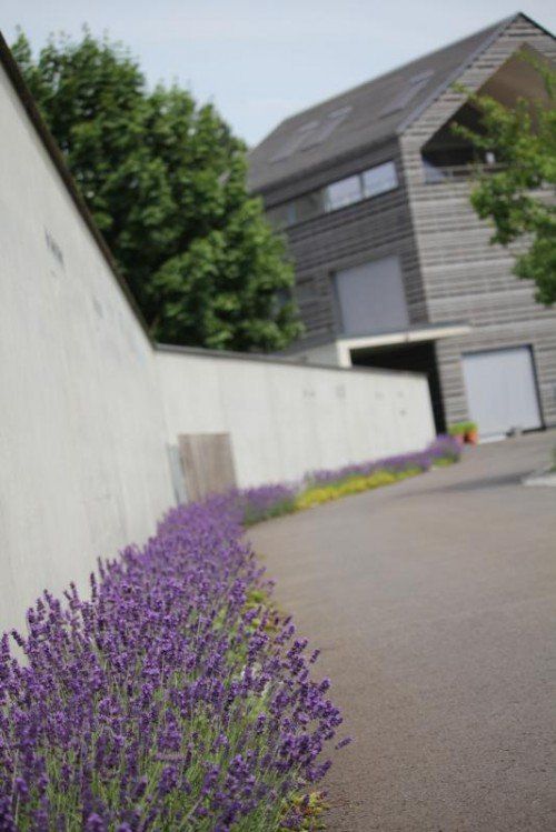Blühender Lavendel an der Hausmauer. Darauf muss Marion Rhomberg heuer noch etwas warten. Fotomontage: VN/Hartinger