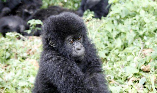Der kleine Gorilla lebt im Virunga Nationalpark bei Goma in der östlichen Republik Kongo. Es gibt auf der Welt nur noch etwa 720 wilde Berg-Gorillas. Foto: Reuters