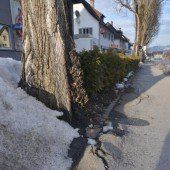 Große Schäden durch Pappeln