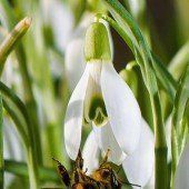 Hilfe für unsere Bienen