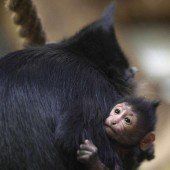 Erstes Baby