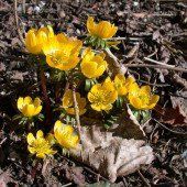 Wo der Mensch ist, sind Bienen