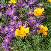 „Auch wir brauchen Bienen“