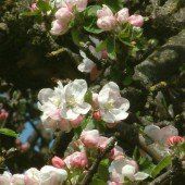 Hunderte Bienenarten sind im Land heimisch
