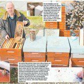 Hier geht es zu wie im Bienenstock