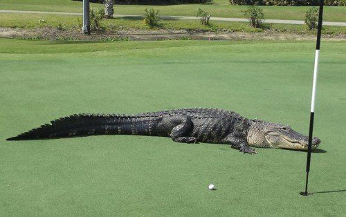Immer wieder besuchen Alligatoren den Golfplatz in Florida. Zu Angriffen kam es bisher nicht. Foto: Reuters