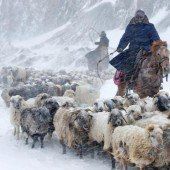 Schafherde im Schnee
