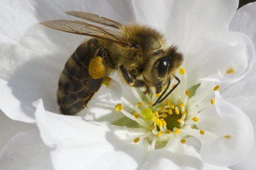 Keine guten Zeiten für die Bienen in Vorarlberg. Foto: VN/Steurer