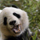 Panda biss Mann ins Bein