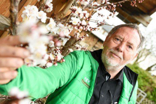 Stolz präsentiert Franz Meyer die Blütenpracht seines Marillenbaums. Foto: VN/Stiplovsek