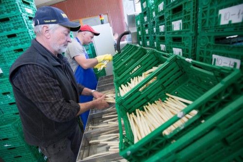 Am Hof wird der Qualitätsspargel für die Kundschaft appetitlich portioniert.  Fotos: VN/Hartinger