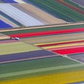 Üppige Blumenpracht