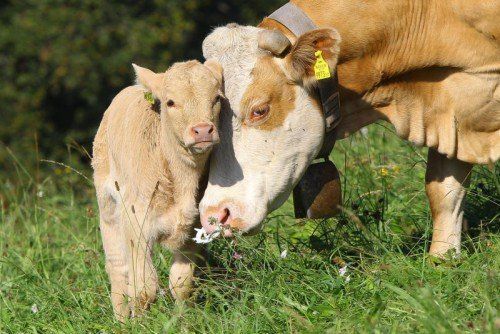 Vorbildliche und innovative Nutztierhaltung. Foto: VN/Hofmeister