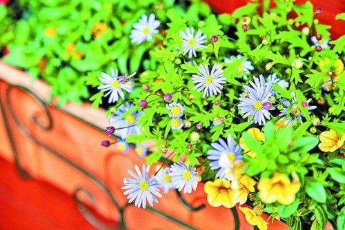 Bunt und sommerlich: Blumen auf dem Balkon zaubern eine fröhliche Atmosphäre in Ihr Zuhause. Foto: Shutterstock