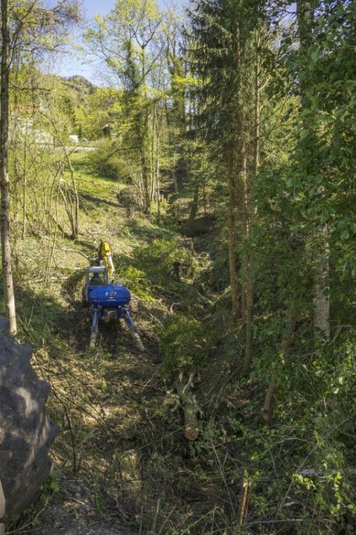 Die Grundeigentümer beklagen unangekündigte Rodungen am Tannenbach zwischen Lochau und Bregenz. Foto: VN/Paulitsch