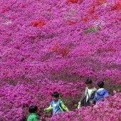 Azaleen-Festival in Südkorea