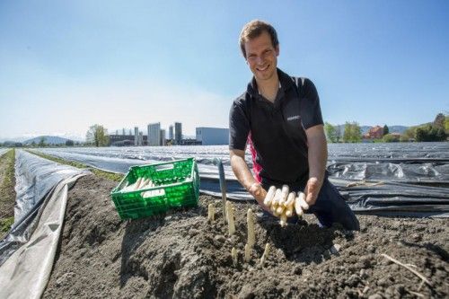 Fabian Kummer holt Spargel aus beheizter Erde. Foto: VN/Hartinger