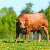 „Er het de Stier.“