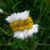„Wunder“ der Natur
