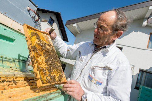 Imker Elmar Mayrhofer sorgt sich um seine Bienen. Foto: Stiplovsek
