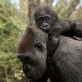 Huckepack bei Mama