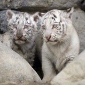 Schüchterne Raubkatzen