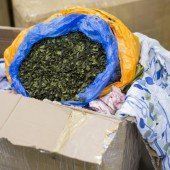 Khat in Zürich sichergestellt