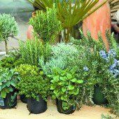 Frische Kräuter aus dem eigenen Garten