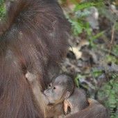 Orang-Utan- Nachwuchs