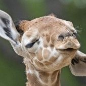 Giraffenbaby erfreut die Besucher