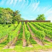 Köstliche Weine im Loiretal