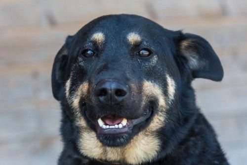 Vorarlberger Tierschutzheim, Pascha
Mischling
männlich/kastriert
geb. 07.2012
Dieser freundliche Wonneproppen heißt
Pascha. Er freut sich über jeden Menschen
und liebt Streicheleinheiten.
In der Vergangenheit hatte er leider nicht viel Glück
mit seinen Menschen und deshalb schon vier Plätze.
Pascha kommt mit Kindern klar und auch mal alleine bleiben bereitet ihm keine
Probleme. Mit Artgenossen versteht er sich gut, jedoch hat er
einen ausgeprägten Jagdinstinkt. Pascha möchte noch viel lernen
und auf jeden Fall eine Hundeschule besuchen. Über einen großen Garten
zum ausgelassenen Spielen und Herumtollen würde er sich sehr freuen.