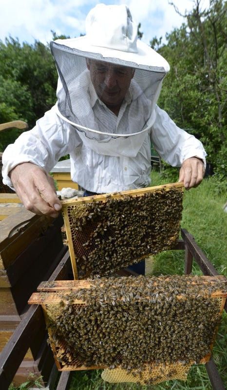 Zu Beginn der Imkertätigkeit warten hohe Kosten. Foto: APA