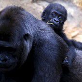 Gorilla lässt es sich gut gehen