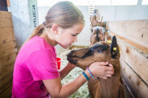 Auf dem Biohof der Familie Seeberger in Hörbranz kommen auch die Ziegen in den Genuss einer besonderen Zuwendung.  Foto: VN/Steurer