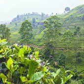 Teekultur der Insel Ceylon