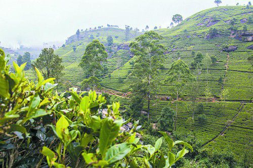 Ceylon-Tee ist der Name für verschiedene Teesorten aus Sri Lanka.