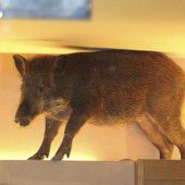 Wildschwein im Geschäft