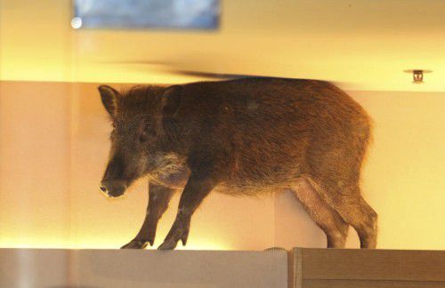 Das Tier hat im Laden für Aufregung gesorgt. Foto: AP