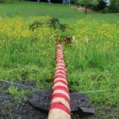 Schwarzacher Maibaum in der Nacht umgesägt