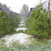 Hagel zerschlug Obstkulturen