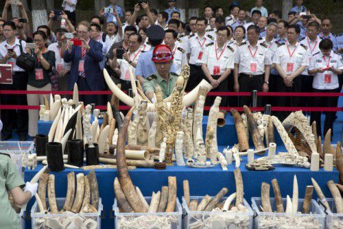 Die Stoßzähne wurden bei einer Zeremonie zerstört.  Foto: AP
