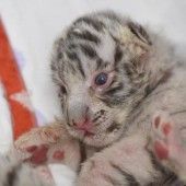 Tiger-Zuwachs in Polen