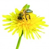 Bienenschutz
