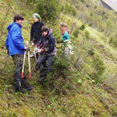 Den Schutzwald gehegt und gepflegt