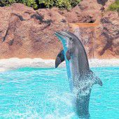 Viele Tiere im Loro Park